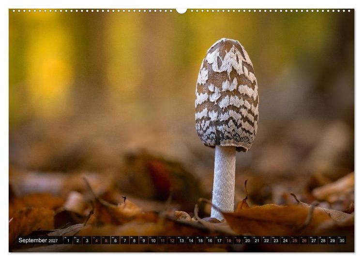 Produktbild: Kunstgalerie Wald - die verborgene Welt der Pilze (hochwertiger Premium Wandkalender 2027 DIN A2 quer), Kunstdruck in Hochglanz