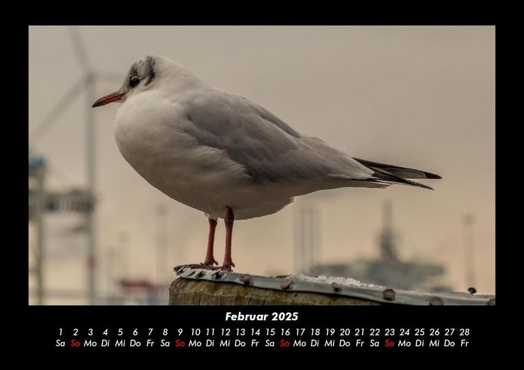 Produktbild: Vogelparadies 2025 Fotokalender DIN A3