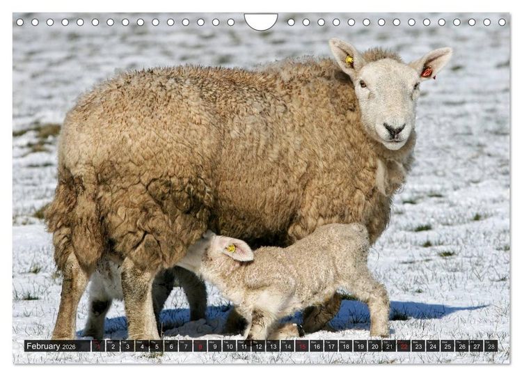 Produktbild: Sheep Portraits (Wall Calendar 2026 DIN A4 landscape), CALVENDO 12 Month Wall Calendar