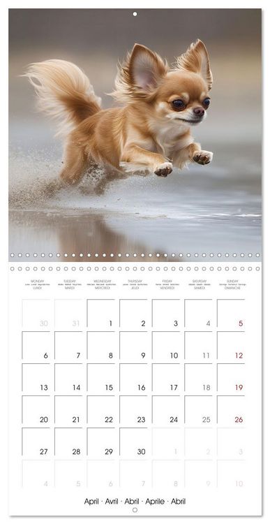Produktbild: Cute Chihuahua (Wall Calendar 2026 12 &times; 12 Inch) CALVENDO 12 Month Wall Calendar