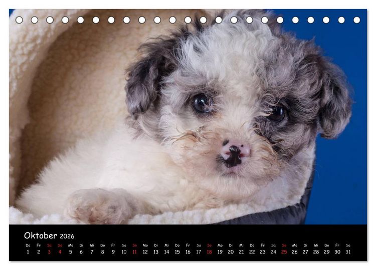Produktbild: Bolonka Welpenstube (Tischkalender 2026 DIN A5 quer), CALVENDO Monatskalender