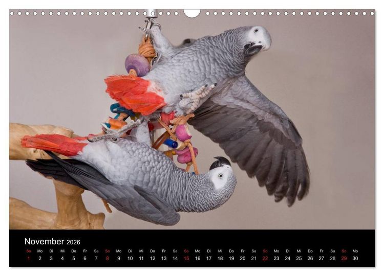 Produktbild: Graupapageien zum Verlieben (Wandkalender 2026 DIN A3 quer), CALVENDO Monatskalender