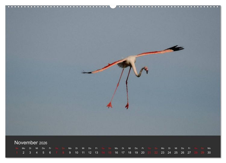 Produktbild: Pretty Flamingo (Wandkalender 2026 DIN A2 quer), CALVENDO Monatskalender