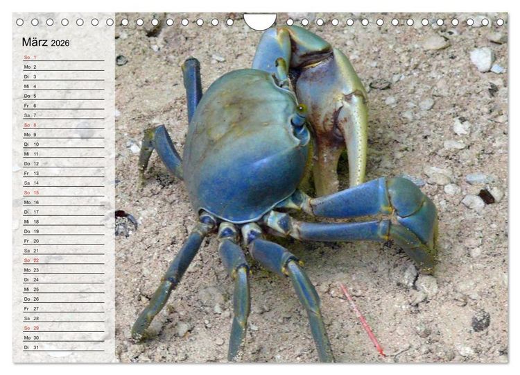 Produktbild: Krabben. Witzige Monster (Wandkalender 2026 DIN A4 quer), CALVENDO Monatskalender