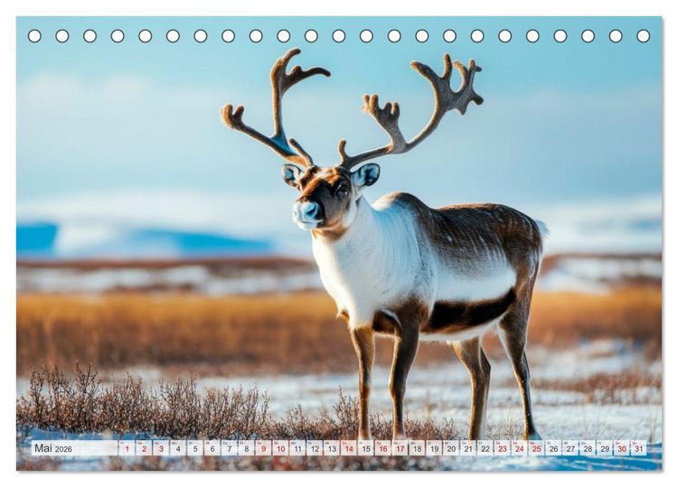 Produktbild: ARKTISCHE TIERE Im Reich der K&auml;lte (Tischkalender 2026 DIN A5 quer), CALVENDO Monatskalender