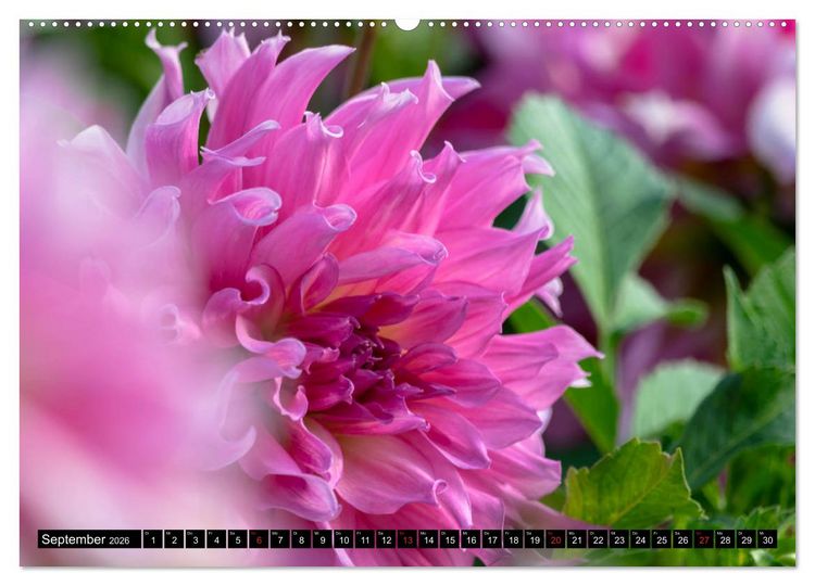 Produktbild: Dahlien - Blumenwunder der Natur (Wandkalender 2026 DIN A2 quer), CALVENDO Monatskalender