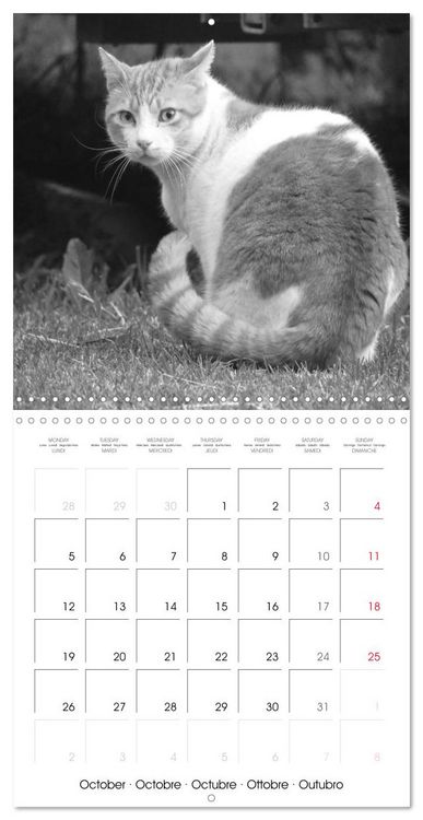 Produktbild: Black and white cat whispers (Wall Calendar 2026 12 &times; 12 Inch) CALVENDO 12 Month Wall Calendar