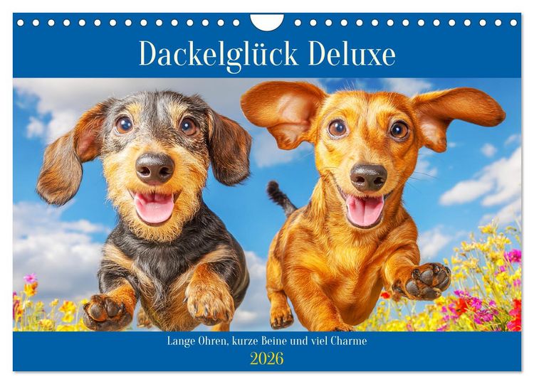 Produktbild: Dackelgl&uuml;ck Deluxe. Lange Ohren, kurze Beine und viel Charme (Wandkalender 2026 DIN A4 quer), CALVENDO Monatskalender