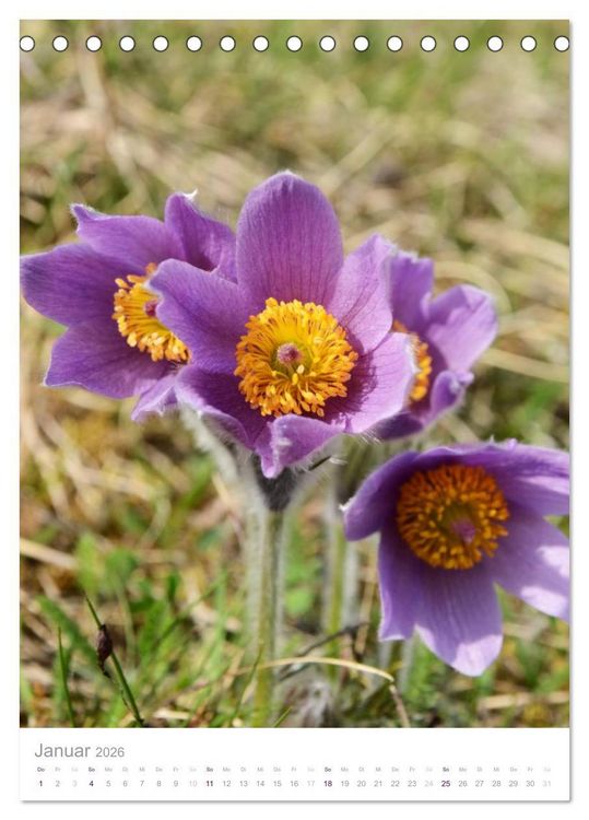 Produktbild: Alpenblumen (Tischkalender 2026 DIN A5 hoch), CALVENDO Monatskalender