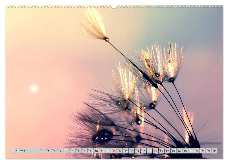 Produktbild: PusteblumenZauber (Wandkalender 2027 DIN A2 quer), CALVENDO Monatskalender