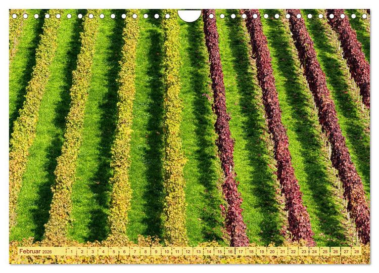 Produktbild: Farbenpr&auml;chtige Weinberge (Wandkalender 2026 DIN A4 quer), CALVENDO Monatskalender