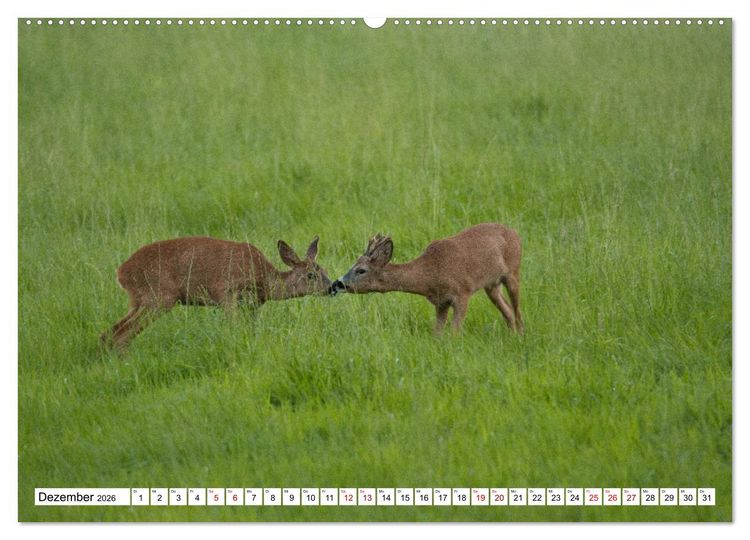 Produktbild: Anmut mit sanften Augen - Rehwild in der freien Natur (Wandkalender 2026 DIN A2 quer), CALVENDO Monatskalender