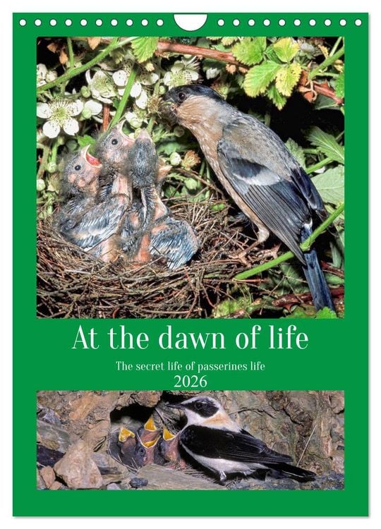 Produktbild: At the dawn of life the secret life of passerines (Wall Calendar 2026 DIN A4 portrait), CALVENDO 12 Month Wall Calendar