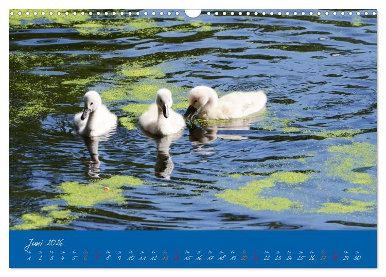 Produktbild: Schwanenfamilie, vom Ei bis zum Fliegen. (Wandkalender 2026 DIN A3 quer), CALVENDO Monatskalender