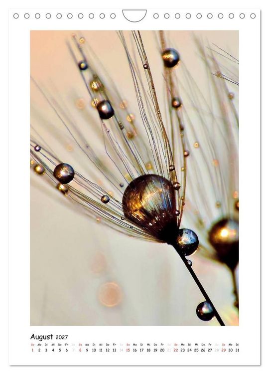 Produktbild: Die Pusteblume neu erleben (Wandkalender 2027 DIN A4 hoch), CALVENDO Monatskalender
