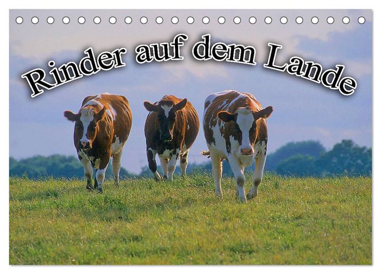 Produktbild: Rinder auf dem Lande (Tischkalender 2026 DIN A5 quer), CALVENDO Monatskalender