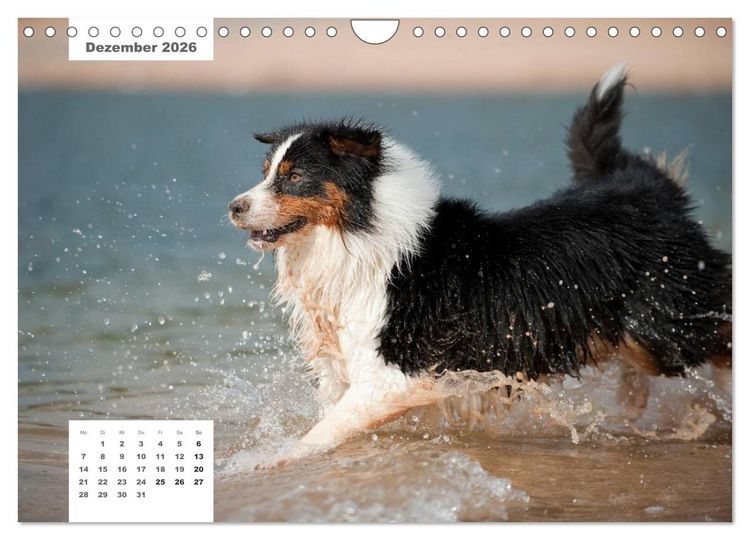 Produktbild: Rassehunde (Wandkalender 2026 DIN A4 quer), CALVENDO Monatskalender