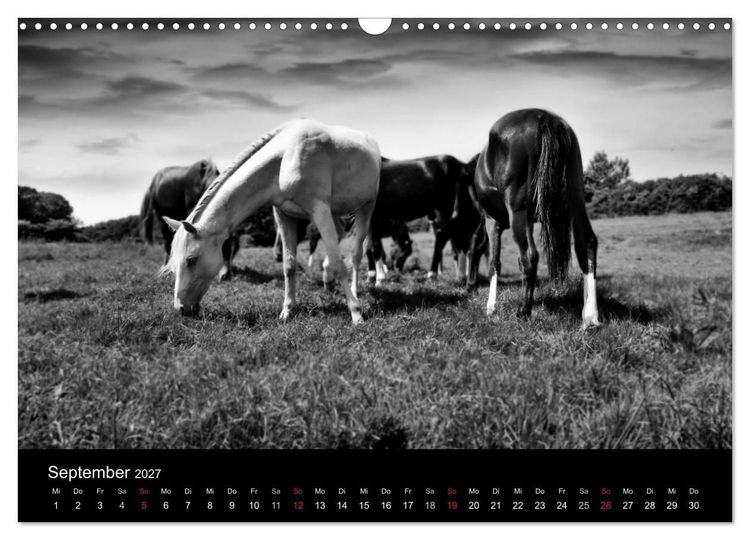 Produktbild: Pferde 2027 Wild Thing (Wandkalender 2027 DIN A3 quer), CALVENDO Monatskalender