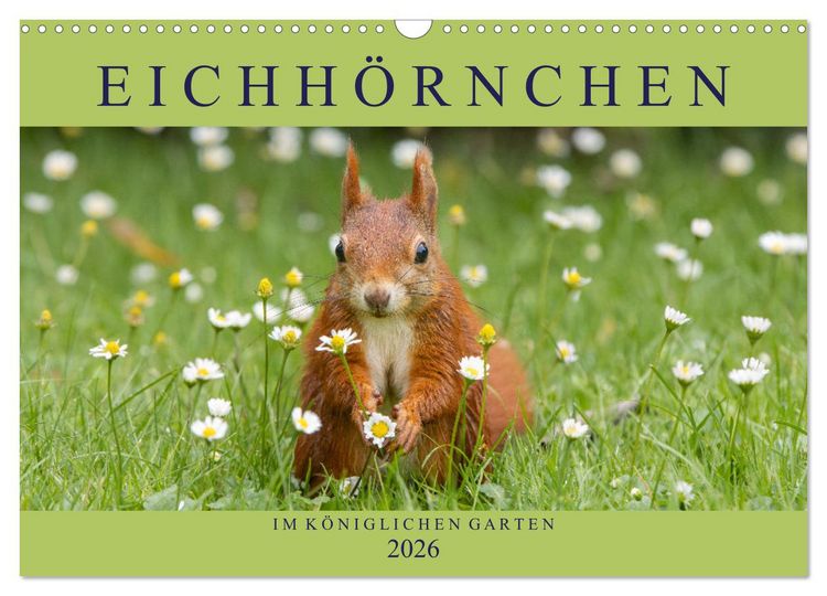 Produktbild: Eichh&ouml;rnchen im K&ouml;niglichen Garten (Wandkalender 2026 DIN A3 quer), CALVENDO Monatskalender