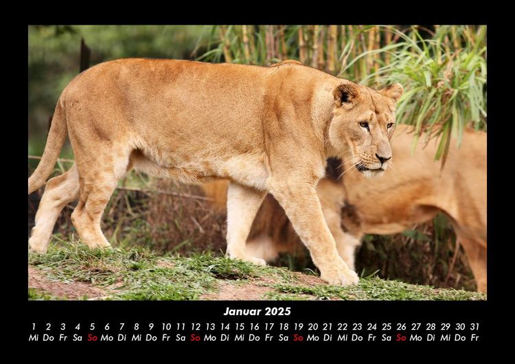 Produktbild: Welt der Tiere 2025 Fotokalender DIN A3