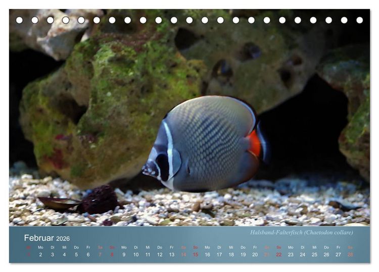 Produktbild: Bunte Riffbewohner - Fische, Anemonen und noch viel mehr (Tischkalender 2026 DIN A5 quer), CALVENDO Monatskalender