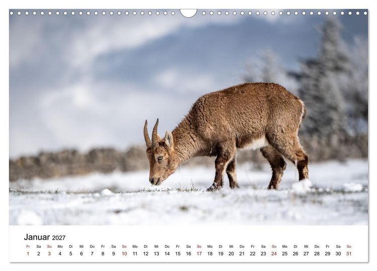 Produktbild: Steinb&ouml;cke - Eindr&uuml;ckliche K&ouml;nige der Alpen (Wandkalender 2027 DIN A3 quer), CALVENDO Monatskalender