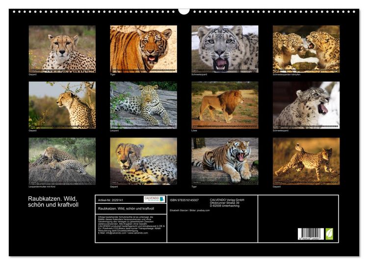 Produktbild: Raubkatzen. Wild, sch&ouml;n und kraftvoll (Wandkalender 2026 DIN A2 quer), CALVENDO Monatskalender