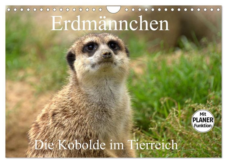 Produktbild: Erdm&auml;nnchen - Die Kobolde im Tierreich (Wandkalender 2026 DIN A4 quer), CALVENDO Monatskalender