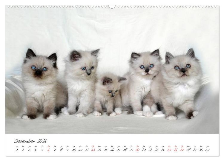 Produktbild: Katzenparade (Wandkalender 2026 DIN A2 quer), CALVENDO Monatskalender