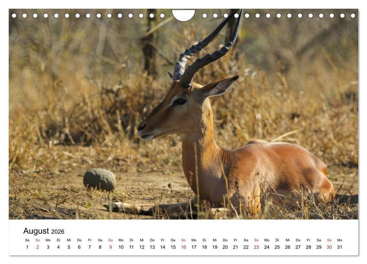Produktbild: S&uuml;dafrika - Eine beeindruckende Tierwelt (Wandkalender 2026 DIN A4 quer), CALVENDO Monatskalender