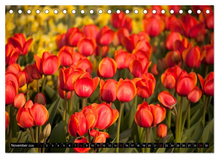Produktbild: Tulpen (Tischkalender 2026 DIN A5 quer), CALVENDO Monatskalender