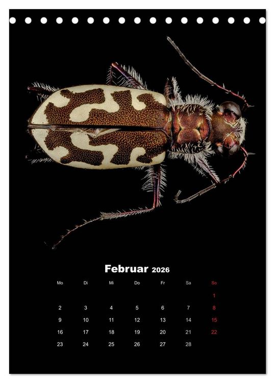 Produktbild: Schillernde Insektenwelt (Tischkalender 2026 DIN A5 hoch), CALVENDO Monatskalender