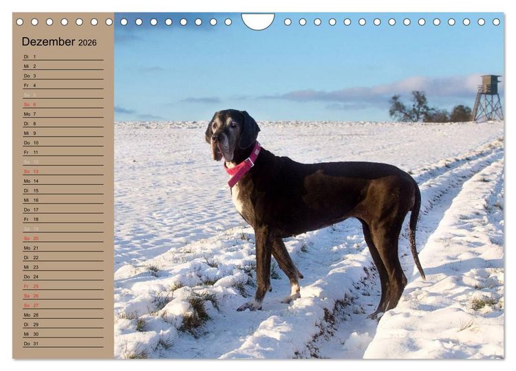 Produktbild: Deutsche Doggen - Sanfte Riesen (Wandkalender 2026 DIN A4 quer), CALVENDO Monatskalender