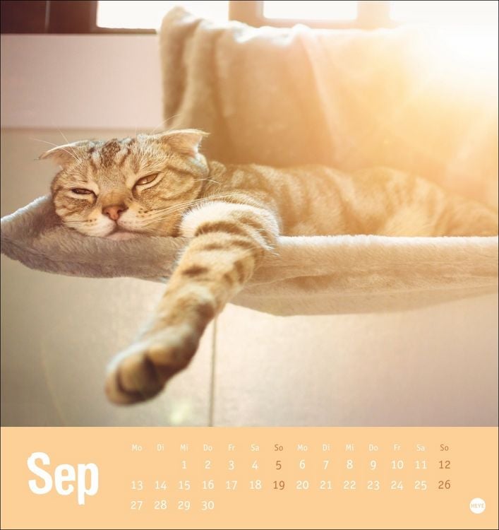 Produktbild: Tierisch entspannte Katzen Postkartenkalender 2027