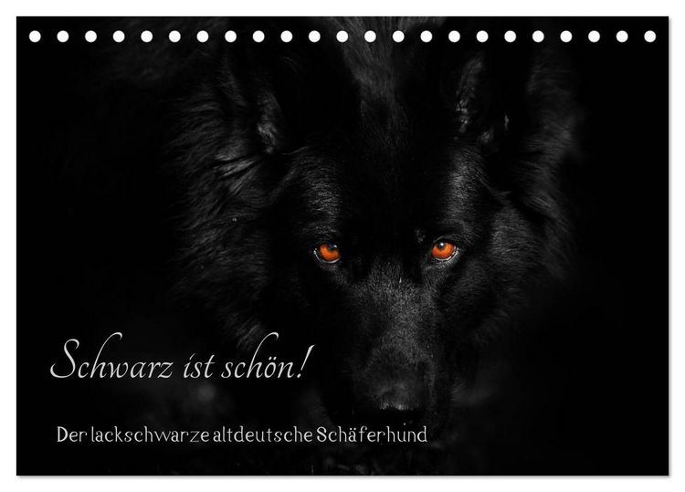 Produktbild: Schwarz ist sch&ouml;n! Der lackschwarze altdeutsche Sch&auml;ferhund (Tischkalender 2026 DIN A5 quer), CALVENDO Monatskalender
