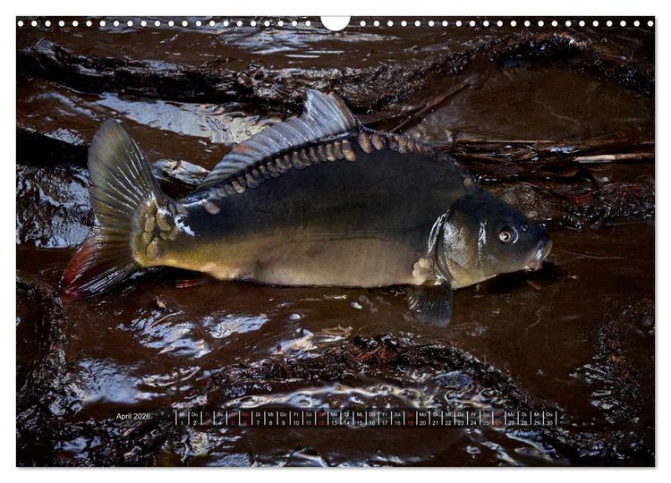 Produktbild: UNSER FISCH. S&Uuml;&szlig;WASSER. (Wandkalender 2026 DIN A3 quer), CALVENDO Monatskalender