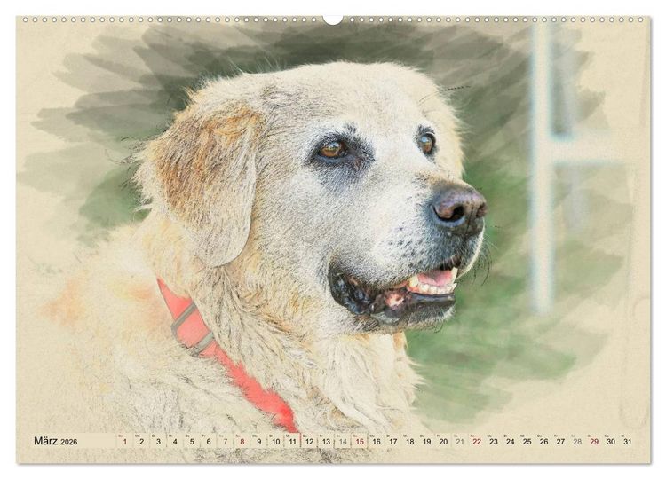 Produktbild: Golden Retriever 2026 (hochwertiger Premium Wandkalender 2026 DIN A2 quer), Kunstdruck in Hochglanz
