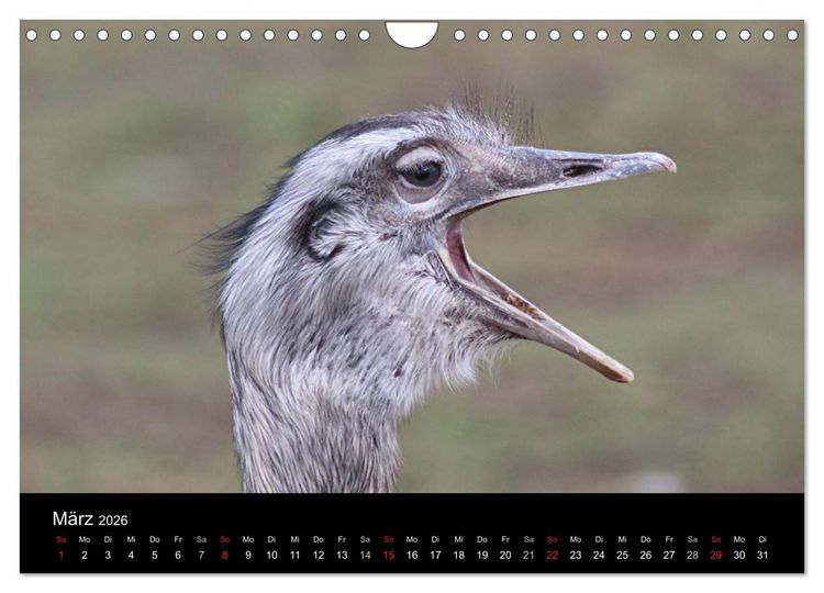 Produktbild: Strau&szlig;en-Kalender 2026 (Wandkalender 2026 DIN A4 quer), CALVENDO Monatskalender