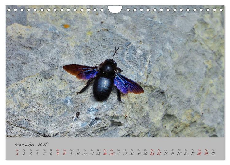 Produktbild: Wilde Toskana - von Ren&eacute; Schaack (Wandkalender 2026 DIN A4 quer), CALVENDO Monatskalender
