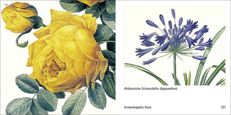 Produktbild: Historische Blumenbilder &ndash; Book To Go