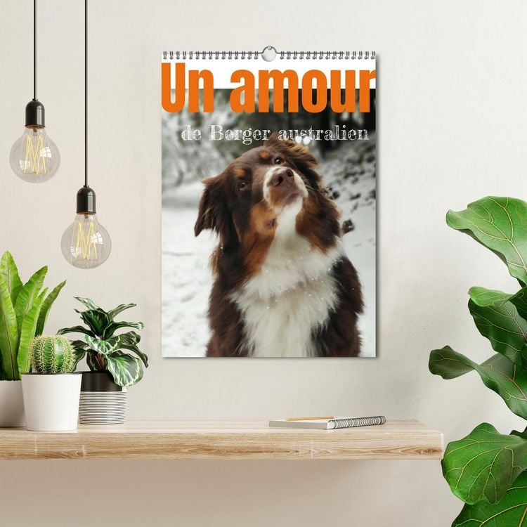 Produktbild: Un amour de berger australien (Calendrier mural 2026 DIN A3 horizontal), CALVENDO calendrier mensuel