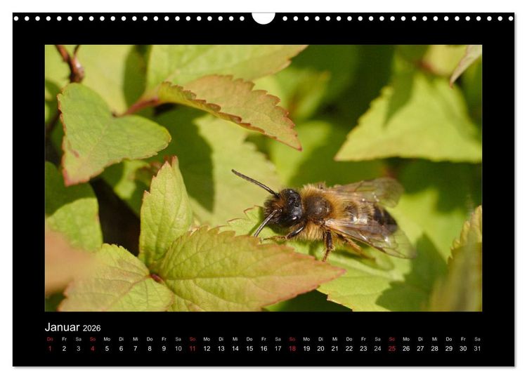 Produktbild: Die Wildbienen Deutschlands (Wandkalender 2026 DIN A3 quer), CALVENDO Monatskalender