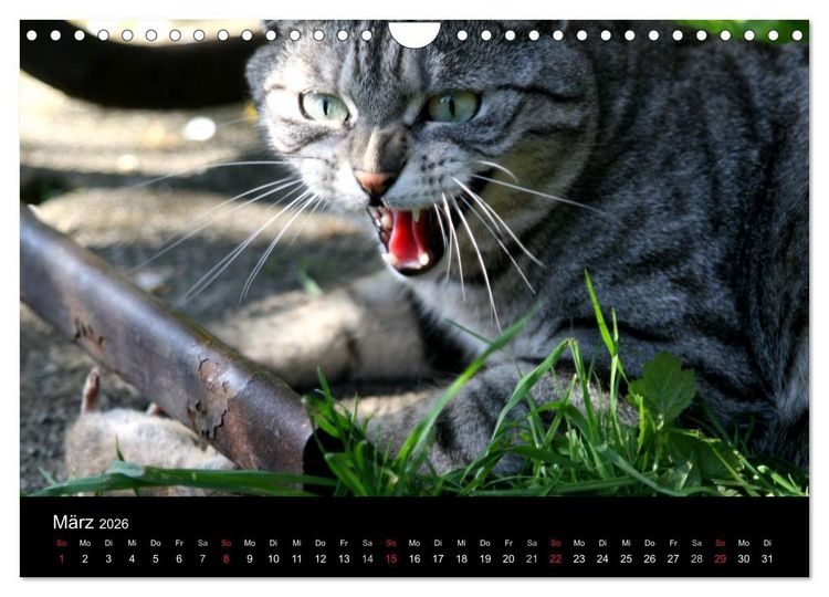 Produktbild: geliebte Katzen - auf Samtpfoten durchs Jahr (Wandkalender 2026 DIN A4 quer), CALVENDO Monatskalender
