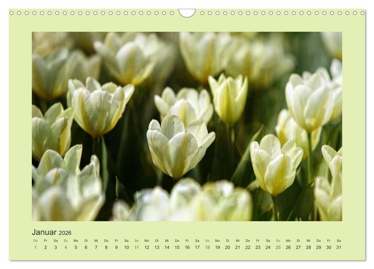 Produktbild: 12 Farben (Wandkalender 2026 DIN A3 quer), CALVENDO Monatskalender