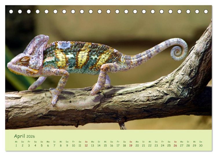 Produktbild: Augenblicke der Cham&auml;leons (Tischkalender 2026 DIN A5 quer), CALVENDO Monatskalender