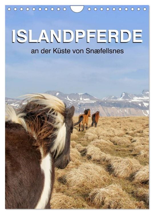 Produktbild: ISLANDPFERDE an der K&uuml;ste von Sn&aelig;fellsnes (Wandkalender 2026 DIN A4 hoch), CALVENDO Monatskalender