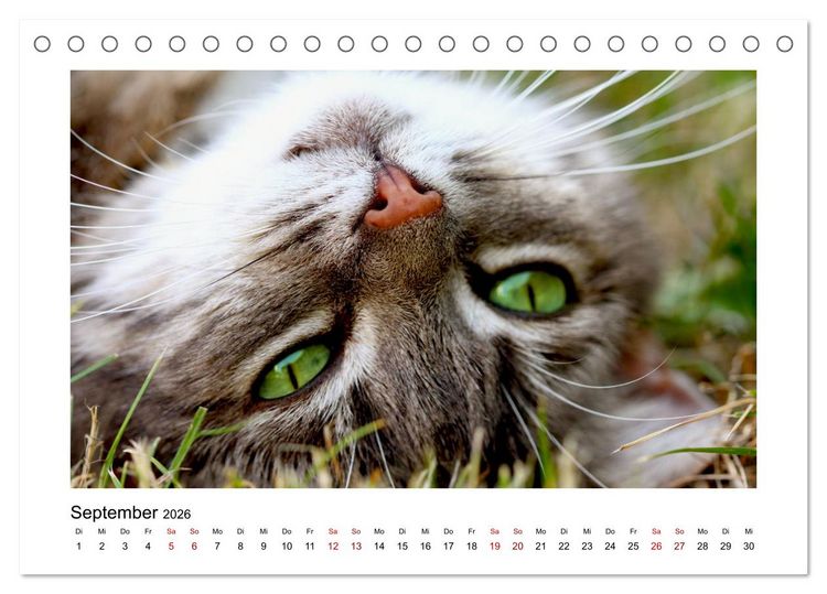 Produktbild: Stra&szlig;entiger auf Samtpfoten (Tischkalender 2026 DIN A5 quer), CALVENDO Monatskalender