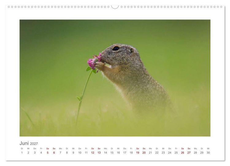 Produktbild: Lustige Zieselbabys (Wandkalender 2027 DIN A2 quer), CALVENDO Monatskalender