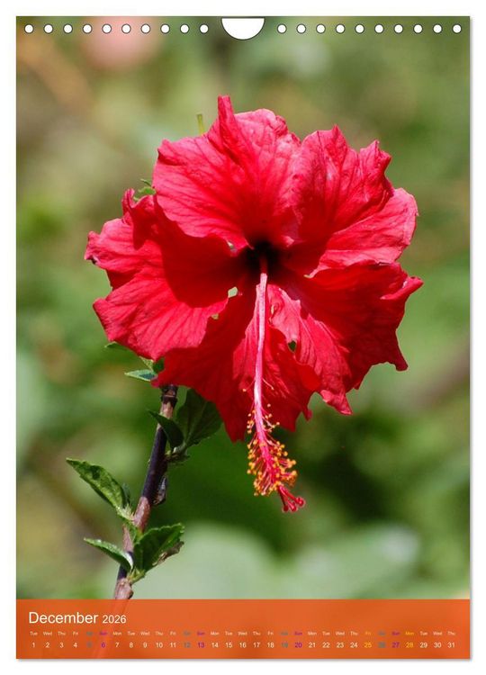 Produktbild: Mexican Garden Flowers - Aguascalientes (Wall Calendar 2026 DIN A4 portrait), CALVENDO 12 Month Wall Calendar