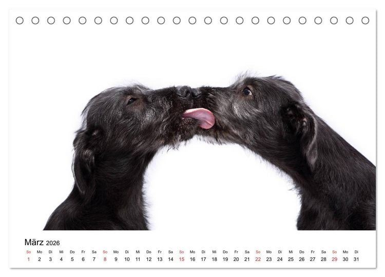 Produktbild: Funny Dogs (Tischkalender 2026 DIN A5 quer), CALVENDO Monatskalender